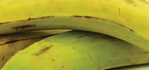 La Banane Plantain, Musa x paradisiaca