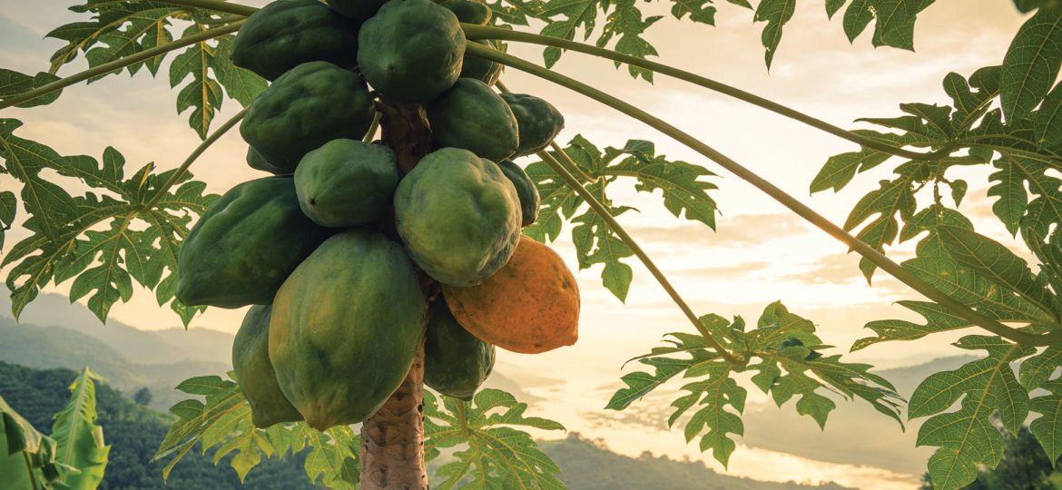 PAPAYE, Carica papaya