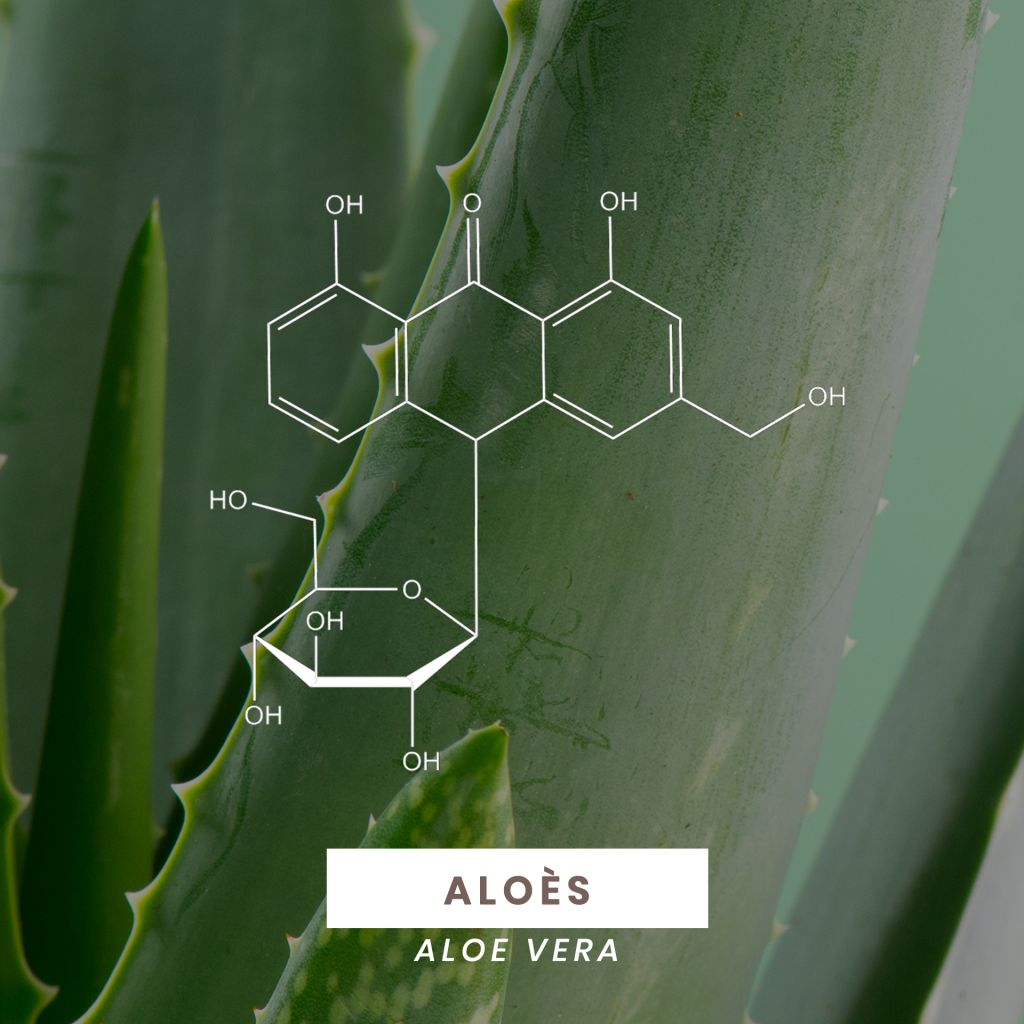 L'Aloès, Aloe vera