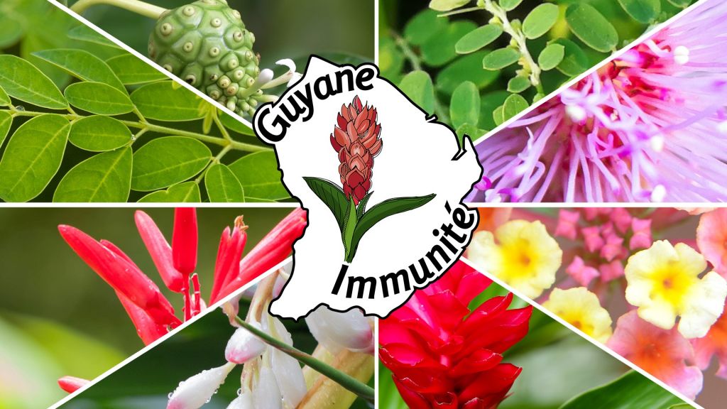 Guyane Immunité vous propose de participer au projet