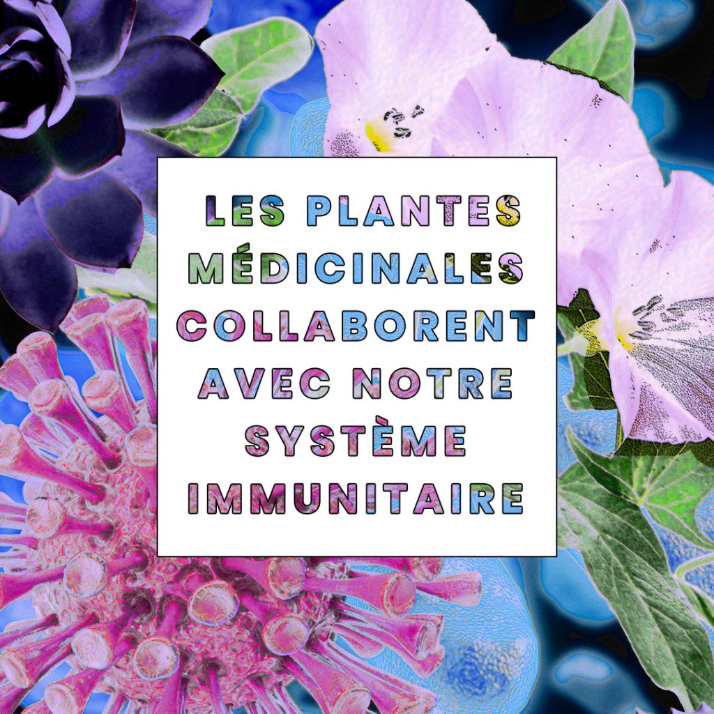 Les plantes médicinales collaborent avec notre système immunitaire