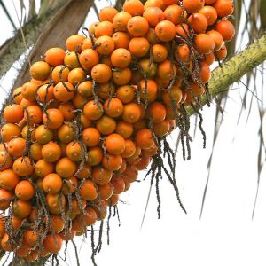 awara-palmier